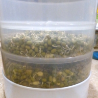 sprouted moong (mung beans)